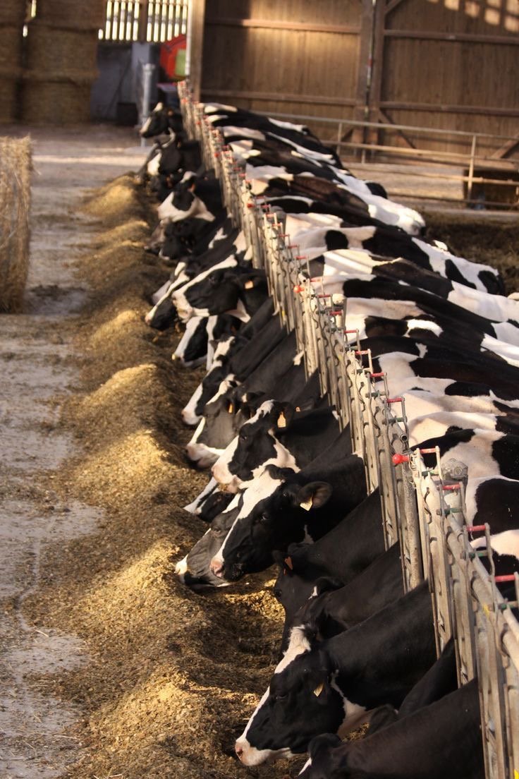Dairy Cattle 
