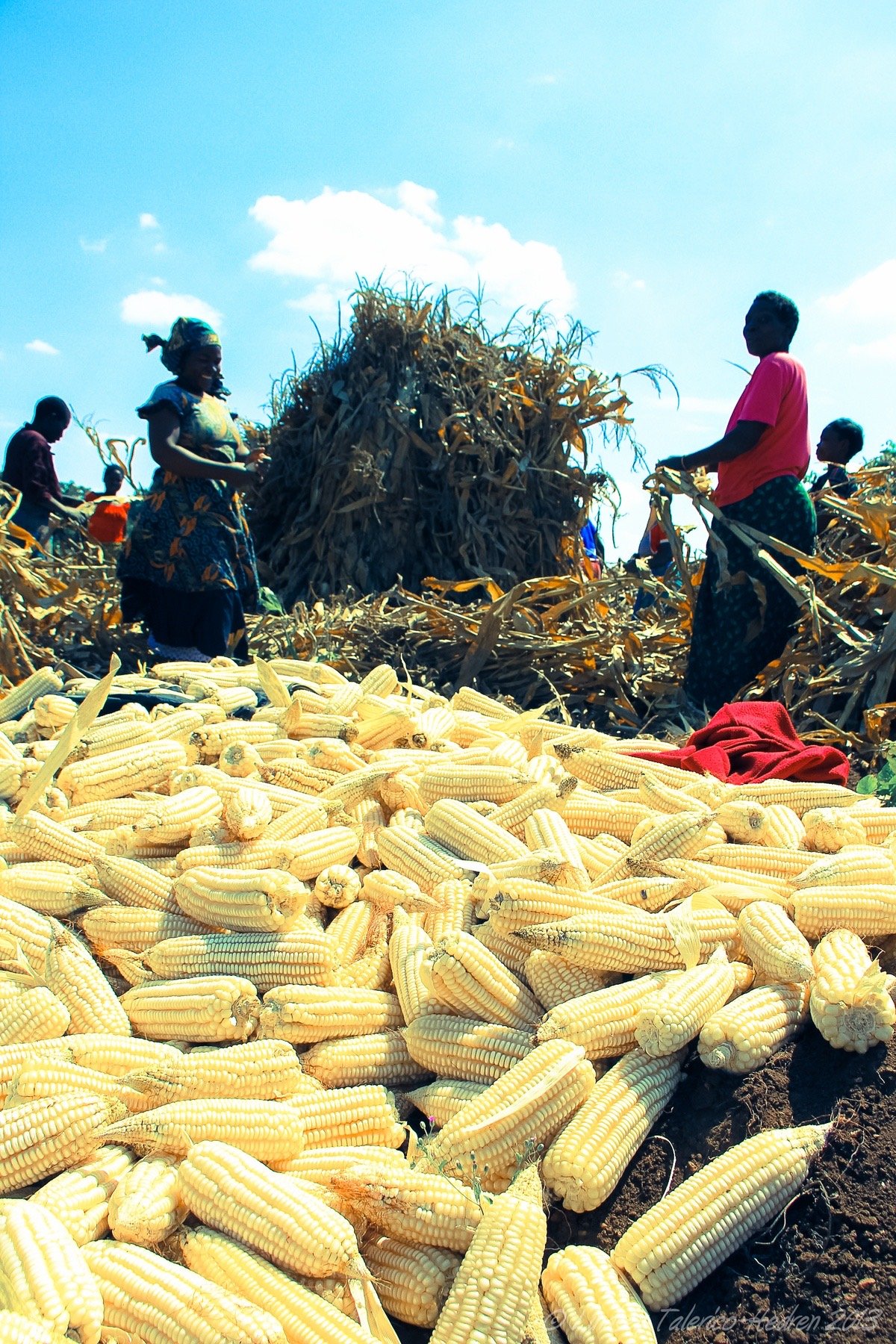 Maize Farm