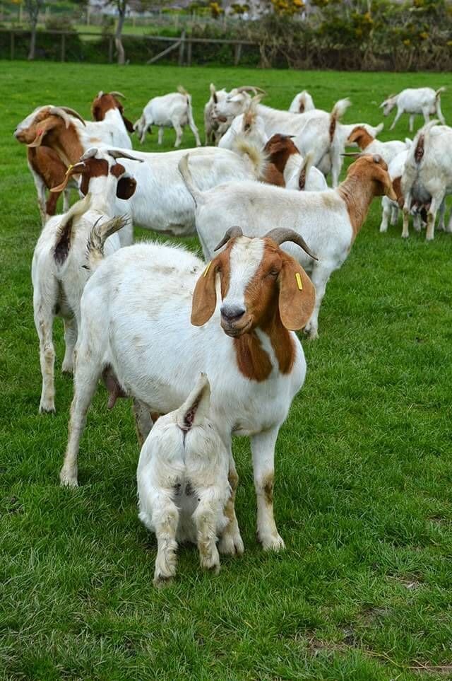 Goat Rearing