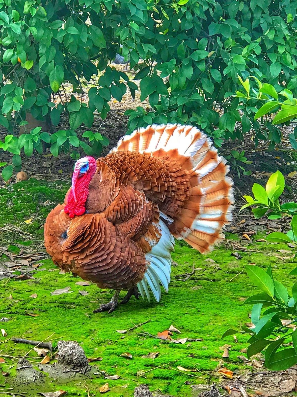 Turkey Farming