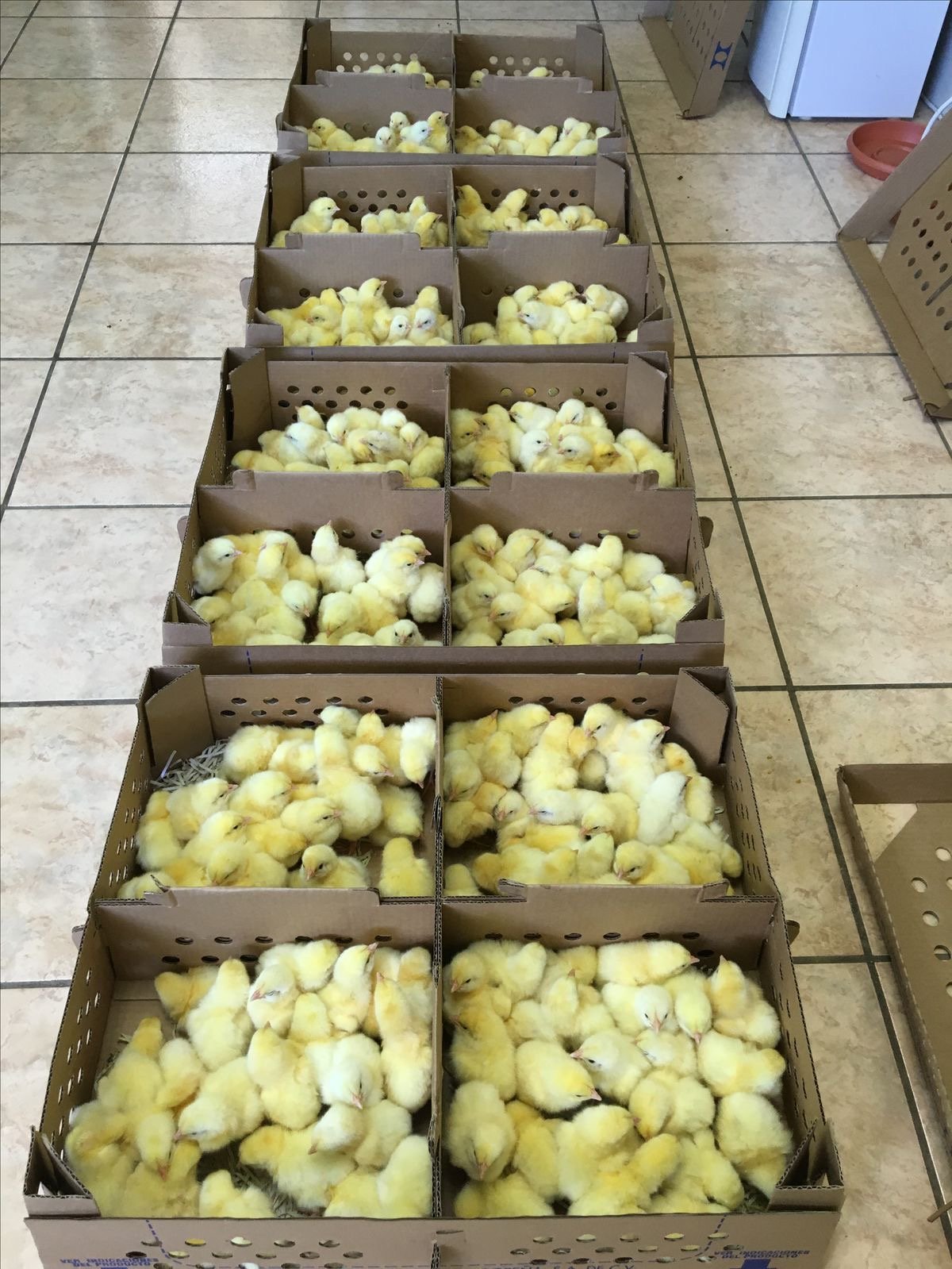 Poultry chicks 