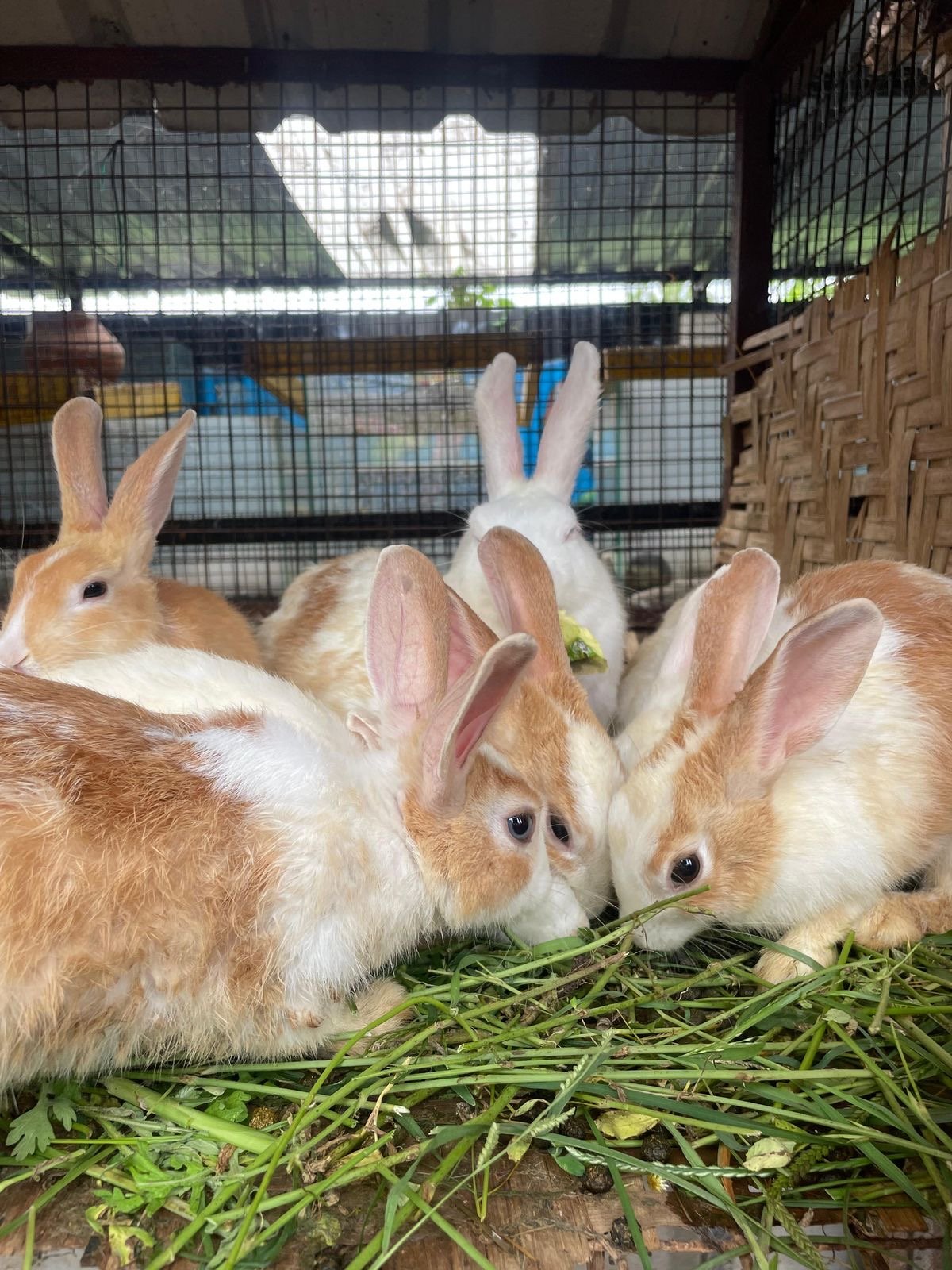 Rabbit 
